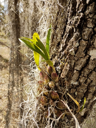 Oncidium ghiesbreghtianum, photograph 5