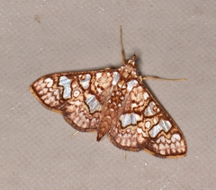 Glyphodes canthusalis