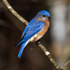 Eastern Bluebird photo 1