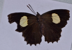 Ogyris abrota
