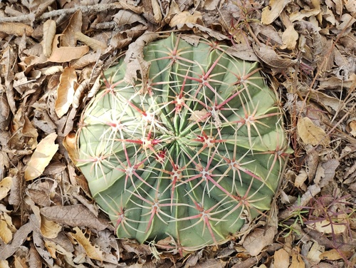 Ferocactus macrodiscus