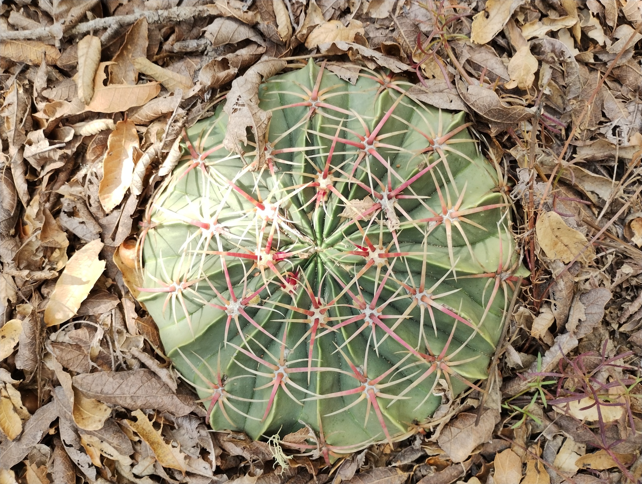 Ferocactus macrodiscus