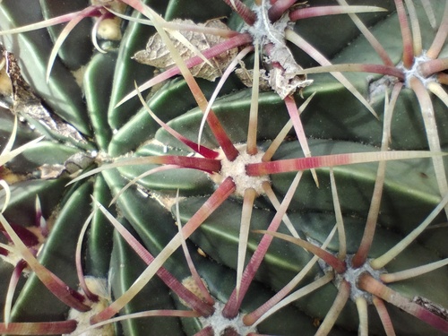 Ferocactus macrodiscus