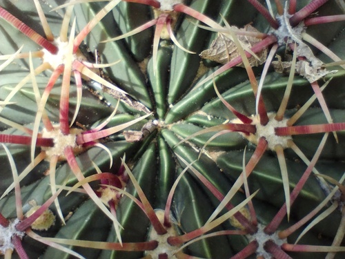 Ferocactus macrodiscus