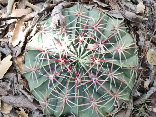 Ferocactus macrodiscus