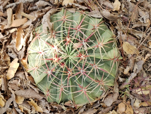 Ferocactus macrodiscus