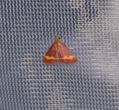 Pyrausta pseuderosnealis