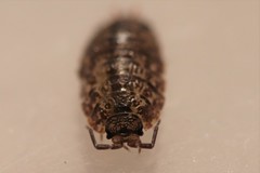 Porcellium collicola