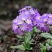 Primula denticulata - Photo (c) Suresh Ghimire, alguns direitos reservados (CC BY-NC), uploaded by Suresh Ghimire