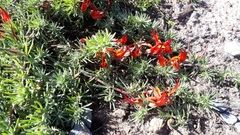 Lotus berthelotii