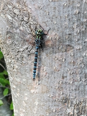 Aeshna canadensis