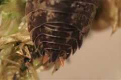 Porcellium collicola