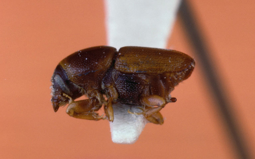 Elm Bark Beetle photo 3