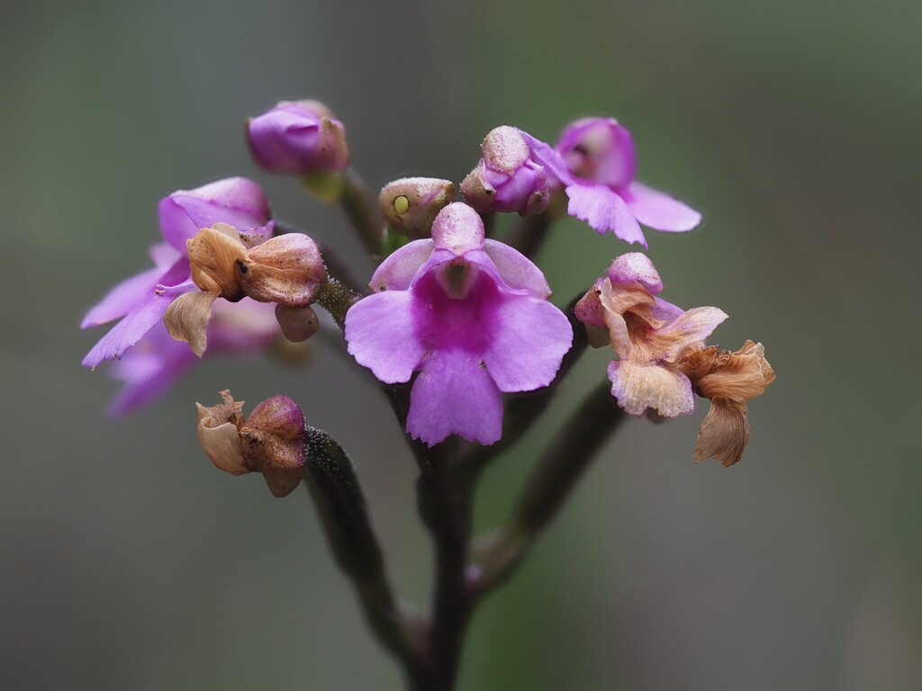 Cynorkis castillonii
