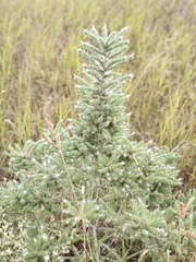 Echium italicum biebersteinii