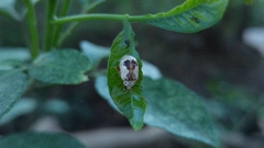 Acrocyum dorsalis