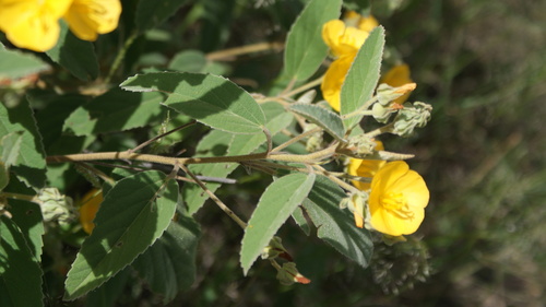 Melhania acuminata