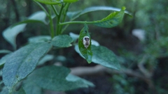Acrocyum dorsalis