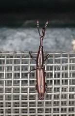 Brentinae