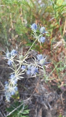 Eryngium tenue