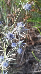 Eryngium tenue