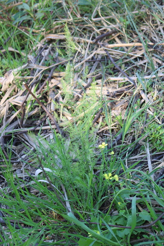 Asparagus palaestinus