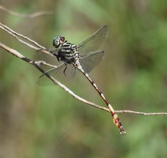 Aphylla angustifolia