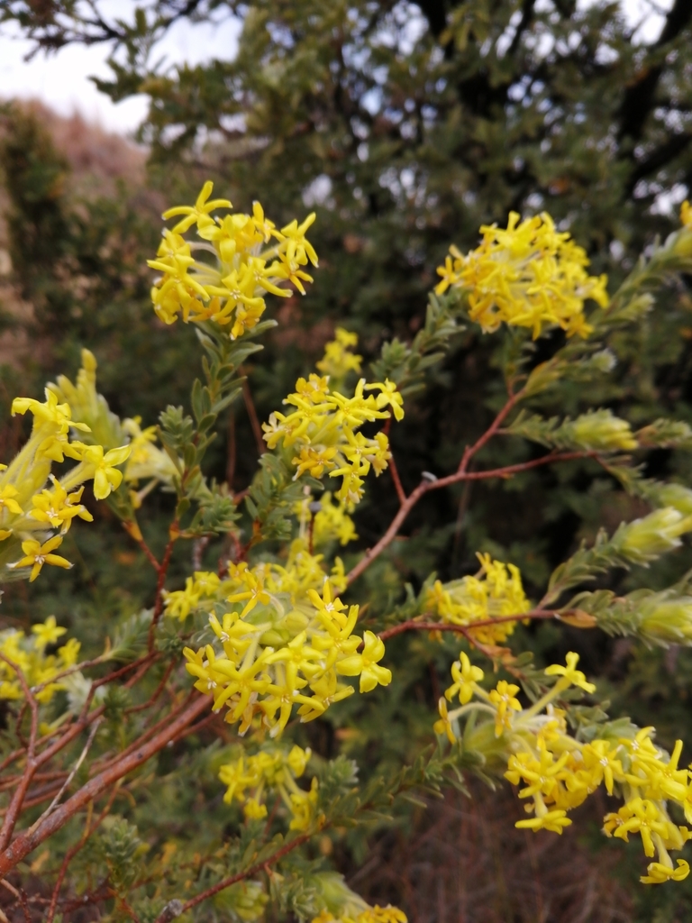 Harpuis Curryflower