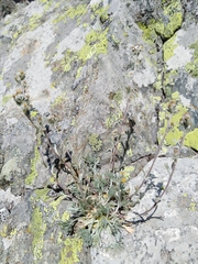 Artemisia genipi