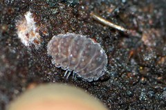 Pseudodiploexochus australiensis