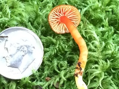 Hygrocybe marchii