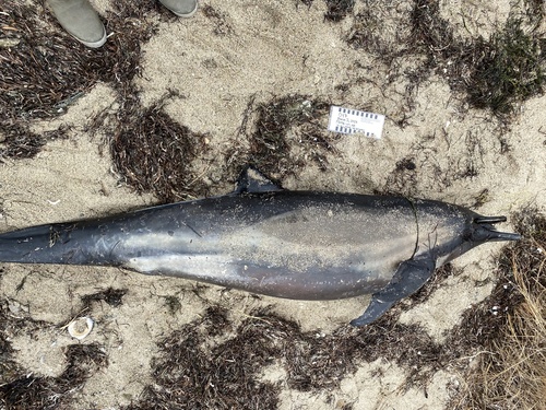 Common Dolphin photographed in Massachusetts
