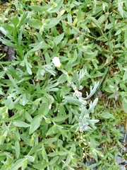 Artemisia genipi