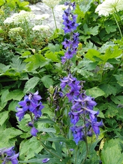 Delphinium dubium