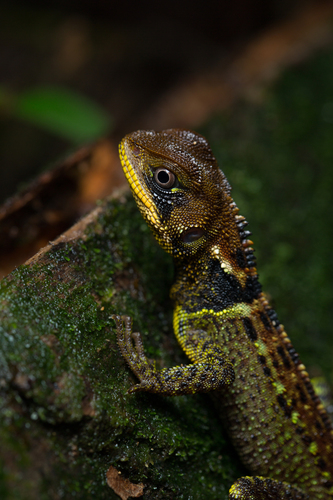 Enyalioides heterolepis (Bocourt, 1874)