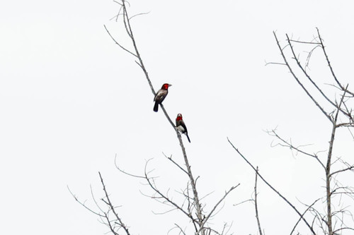 Brown-breasted Barbet (Pogonornis melanopterus), photo 8