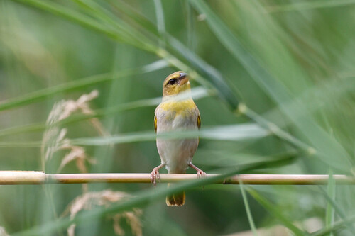 Ruvu Weaver (Ploceus holoxanthus), photo 5