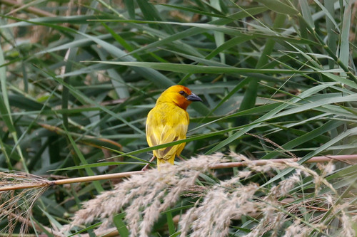 Ruvu Weaver (Ploceus holoxanthus), photo 4