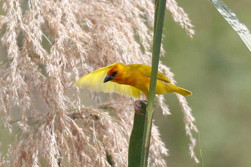 Ruvu Weaver (Ploceus holoxanthus), photo 3