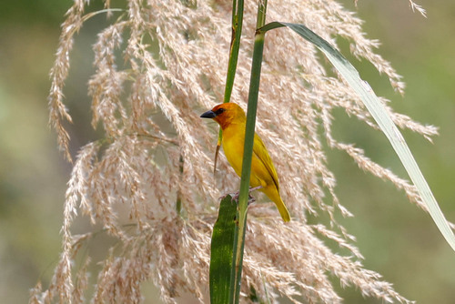 Ruvu Weaver (Ploceus holoxanthus), photo 5