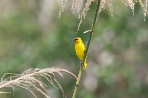 Ruvu Weaver (Ploceus holoxanthus), photo 6