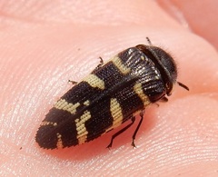 Acmaeodera macra