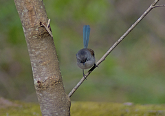 Malurus pulcherrimus