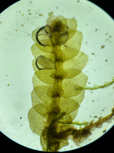 Calypogeia neesiana, 2024-04-08