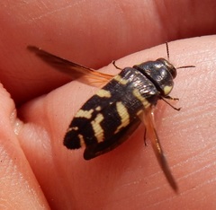 Acmaeodera macra