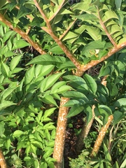 Amorphophallus konjac