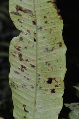 Microsorum membranaceum