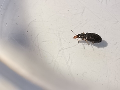 Salpingus planirostris