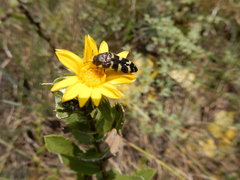 Acmaeodera macra