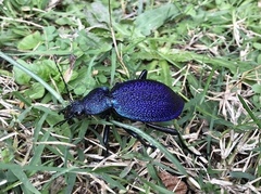 Carabus scabrosus